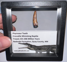Load image into Gallery viewer, Framed Large Phytosaur Fossil Teeth One per Order .8-1 Inches! Triassic Aquatic Reptile!
