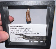 Load image into Gallery viewer, Framed Large Phytosaur Fossil Teeth One per Order .8-1 Inches! Triassic Aquatic Reptile!
