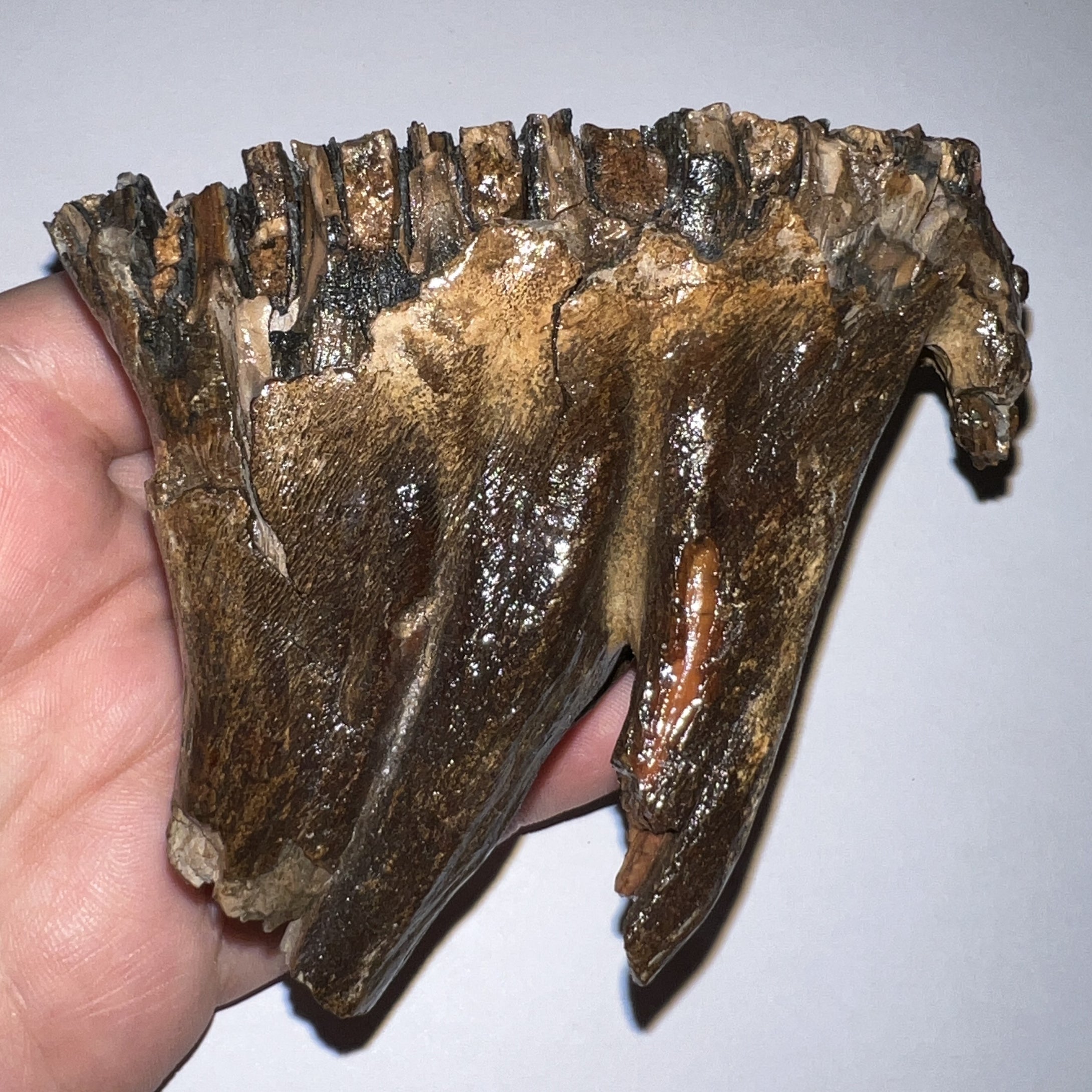 Ice Age Fossil Juvenile Woolly Mammoth Molar 3.79 Inches from Siberia