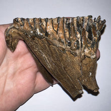 Load image into Gallery viewer, Ice Age Fossil Juvenile Woolly Mammoth Molar 3.79 Inches from Siberia

