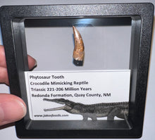 Load image into Gallery viewer, Framed Large Phytosaur Fossil Teeth One per Order .8-1 Inches! Triassic Aquatic Reptile!
