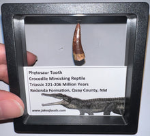 Load image into Gallery viewer, Framed Large Phytosaur Fossil Teeth One per Order .8-1 Inches! Triassic Aquatic Reptile!
