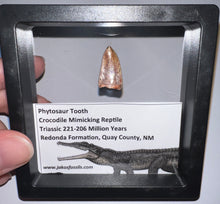 Load image into Gallery viewer, Framed Large Phytosaur Fossil Teeth One per Order .8-1 Inches! Triassic Aquatic Reptile!
