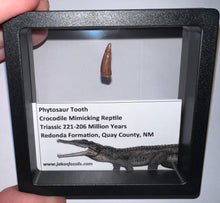 Load image into Gallery viewer, Framed Phytosaur Fossil Teeth One per Order .6-.7 Inches! Triassic Aquatic Reptile!
