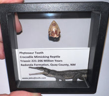 Load image into Gallery viewer, Framed Phytosaur Fossil Teeth One per Order .6-.7 Inches! Triassic Aquatic Reptile!
