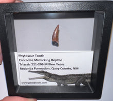 Load image into Gallery viewer, Framed Phytosaur Fossil Teeth One per Order .6-.7 Inches! Triassic Aquatic Reptile!
