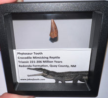 Load image into Gallery viewer, Framed Phytosaur Fossil Teeth One per Order .6-.7 Inches! Triassic Aquatic Reptile!

