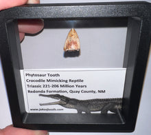 Load image into Gallery viewer, Framed Phytosaur Fossil Teeth One per Order .6-.7 Inches! Triassic Aquatic Reptile!
