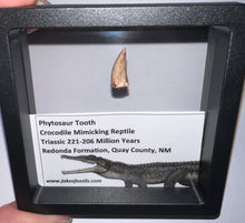 Load image into Gallery viewer, Framed Phytosaur Fossil Teeth One per Order .6-.7 Inches! Triassic Aquatic Reptile!
