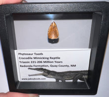 Load image into Gallery viewer, Framed Phytosaur Fossil Teeth One per Order .6-.7 Inches! Triassic Aquatic Reptile!
