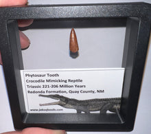 Load image into Gallery viewer, Framed Phytosaur Fossil Teeth One per Order .6-.7 Inches! Triassic Aquatic Reptile!
