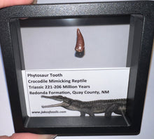 Load image into Gallery viewer, Framed Phytosaur Fossil Teeth One per Order .6-.7 Inches! Triassic Aquatic Reptile!
