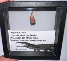 Load image into Gallery viewer, Framed Phytosaur Fossil Teeth One per Order .6-.7 Inches! Triassic Aquatic Reptile!

