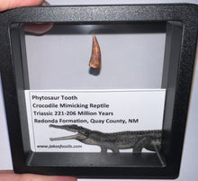 Load image into Gallery viewer, Framed Phytosaur Fossil Teeth One per Order .6-.7 Inches! Triassic Aquatic Reptile!
