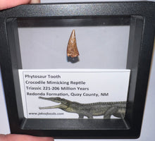 Load image into Gallery viewer, Framed Phytosaur Fossil Teeth One per Order .6-.7 Inches! Triassic Aquatic Reptile!
