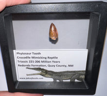 Load image into Gallery viewer, Framed Phytosaur Fossil Teeth One per Order .6-.7 Inches! Triassic Aquatic Reptile!
