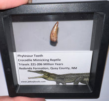 Load image into Gallery viewer, Framed Phytosaur Fossil Teeth One per Order .6-.7 Inches! Triassic Aquatic Reptile!
