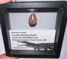 Load image into Gallery viewer, Framed Phytosaur Fossil Teeth One per Order .6-.7 Inches! Triassic Aquatic Reptile!
