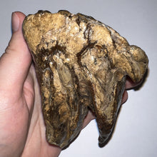 Load image into Gallery viewer, Ice Age Fossil Woolly Mammoth Molar 3.84 Inches from Siberia
