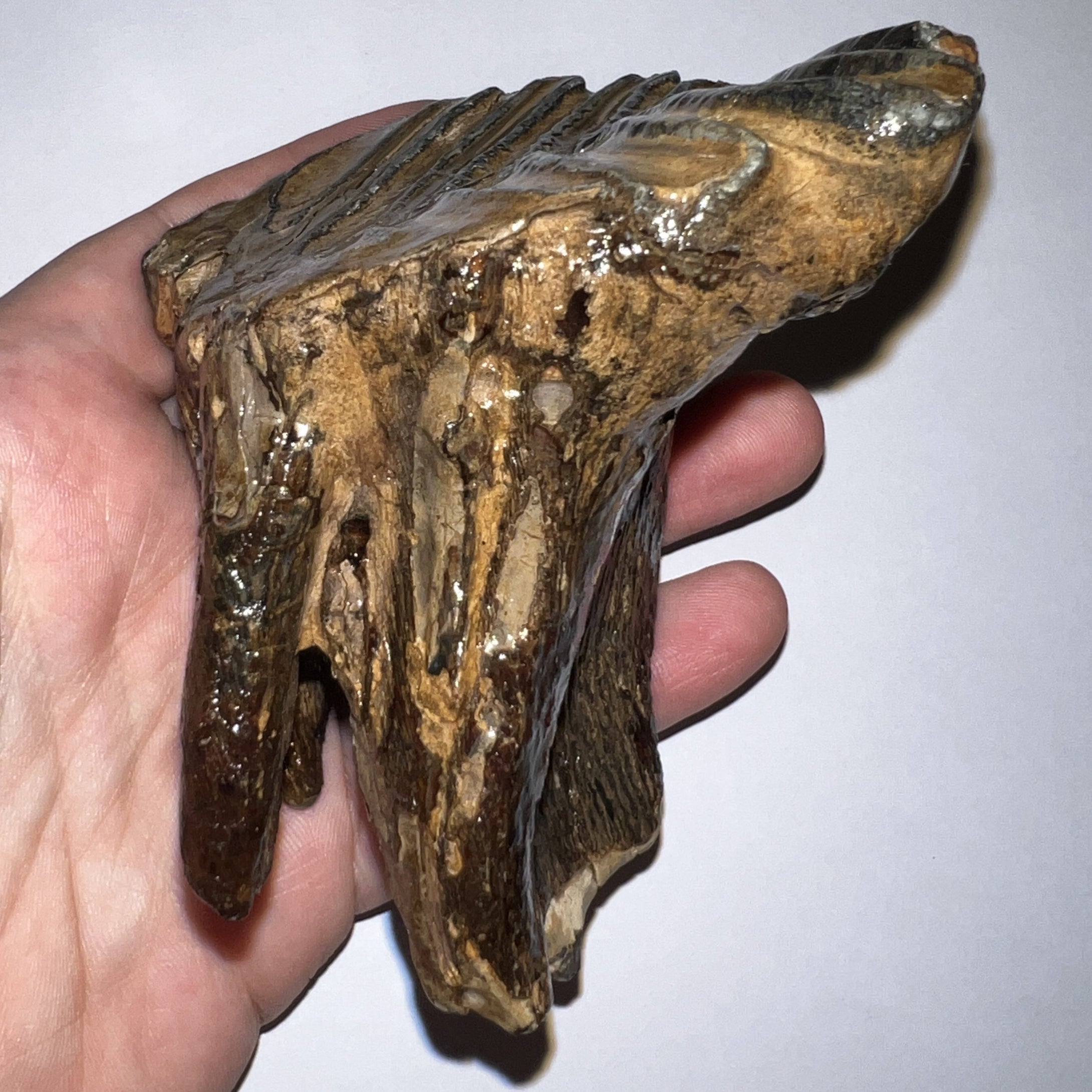 Ice Age Fossil Woolly Mammoth Molar 3.84 Inches from Siberia