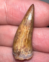 Load image into Gallery viewer, Phytosaur Large Fossil Tooth 1.04 Inches! Fantastic Serrations! Triassic Aquatic Reptile!

