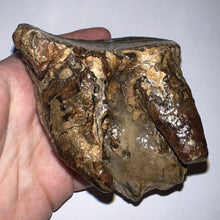 Load image into Gallery viewer, Ice Age Fossil Woolly Mammoth Molar 3.84 Inches from Siberia
