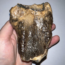 Load image into Gallery viewer, Ice Age Fossil Woolly Mammoth Molar 3.84 Inches from Siberia
