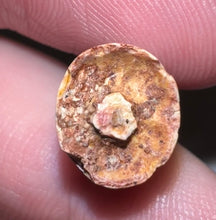 Load image into Gallery viewer, Phytosaur Large Fossil Tooth 1.04 Inches! Fantastic Serrations! Triassic Aquatic Reptile!
