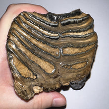 Load image into Gallery viewer, Ice Age Fossil Woolly Mammoth Molar 3.84 Inches from Siberia
