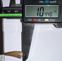 Load image into Gallery viewer, Phytosaur Large Fossil Tooth 1.04 Inches! Fantastic Serrations! Triassic Aquatic Reptile!
