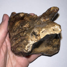 Load image into Gallery viewer, Ice Age Fossil Woolly Mammoth Molar 3.84 Inches from Siberia
