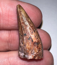 Load image into Gallery viewer, Phytosaur Large Fossil Tooth 1.09 Inches! Fantastic Serrations! Triassic Aquatic Reptile!
