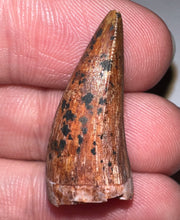 Load image into Gallery viewer, Phytosaur Large Fossil Tooth 1.09 Inches! Fantastic Serrations! Triassic Aquatic Reptile!
