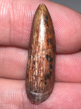 Load image into Gallery viewer, Phytosaur Large Fossil Tooth 1.09 Inches! Fantastic Serrations! Triassic Aquatic Reptile!
