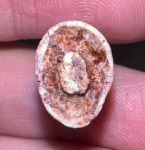 Load image into Gallery viewer, Phytosaur Large Fossil Tooth 1.09 Inches! Fantastic Serrations! Triassic Aquatic Reptile!
