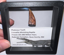 Load image into Gallery viewer, Phytosaur Large Fossil Tooth 1.09 Inches! Fantastic Serrations! Triassic Aquatic Reptile!
