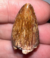 Load image into Gallery viewer, Phytosaur Large Fossil Tooth 1.08 Inches! Fantastic Serrations! Triassic Aquatic Reptile!
