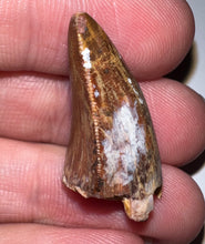 Load image into Gallery viewer, Phytosaur Large Fossil Tooth 1.08 Inches! Fantastic Serrations! Triassic Aquatic Reptile!
