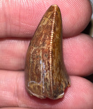 Load image into Gallery viewer, Phytosaur Large Fossil Tooth 1.08 Inches! Fantastic Serrations! Triassic Aquatic Reptile!
