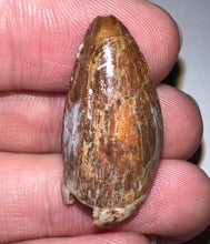 Load image into Gallery viewer, Phytosaur Large Fossil Tooth 1.08 Inches! Fantastic Serrations! Triassic Aquatic Reptile!
