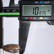 Load image into Gallery viewer, Phytosaur Large Fossil Tooth 1.08 Inches! Fantastic Serrations! Triassic Aquatic Reptile!
