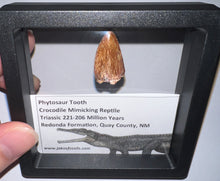 Load image into Gallery viewer, Phytosaur Large Fossil Tooth 1.08 Inches! Fantastic Serrations! Triassic Aquatic Reptile!
