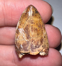 Load image into Gallery viewer, Phytosaur Large Fossil Tooth 1.01 Inches! Fantastic Serrations! Triassic Aquatic Reptile!

