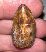 Load image into Gallery viewer, Phytosaur Large Fossil Tooth 1.01 Inches! Fantastic Serrations! Triassic Aquatic Reptile!
