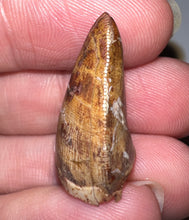 Load image into Gallery viewer, Phytosaur Large Fossil Tooth 1.01 Inches! Fantastic Serrations! Triassic Aquatic Reptile!
