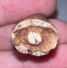 Load image into Gallery viewer, Phytosaur Large Fossil Tooth 1.01 Inches! Fantastic Serrations! Triassic Aquatic Reptile!
