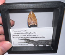 Load image into Gallery viewer, Phytosaur Large Fossil Tooth 1.01 Inches! Fantastic Serrations! Triassic Aquatic Reptile!
