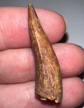Load image into Gallery viewer, Phytosaur Huge Fossil Tooth 1.43 Inches! Triassic Aquatic Reptile!

