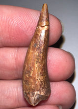 Load image into Gallery viewer, Phytosaur Huge Fossil Tooth 1.43 Inches! Triassic Aquatic Reptile!

