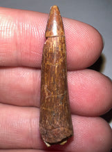 Load image into Gallery viewer, Phytosaur Huge Fossil Tooth 1.43 Inches! Triassic Aquatic Reptile!
